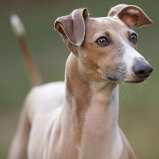 Miniature italian clearance greyhound grey